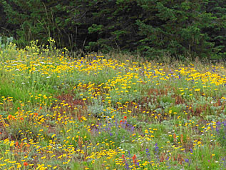 meadow yellow flowers small graphic